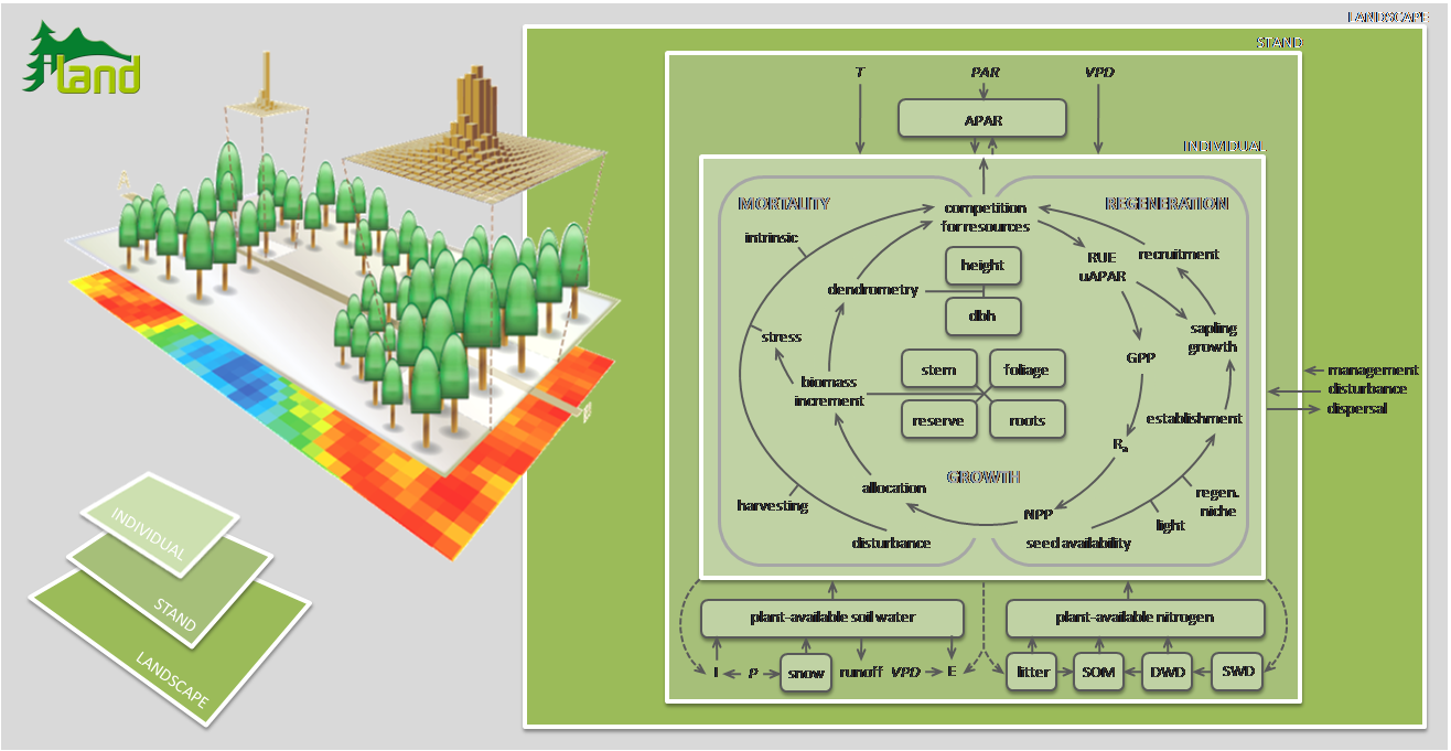 The iLand ecosytem model